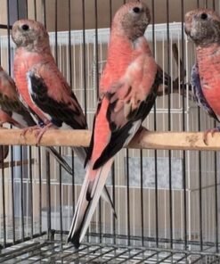 Parrot Bourke's