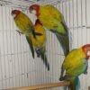 Colorful parrots in a cage, Goldfinch For Sale
