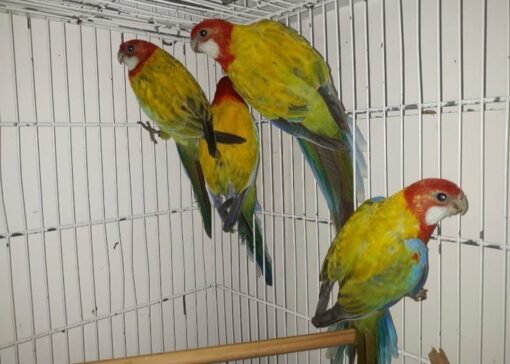 Rosella Lutino