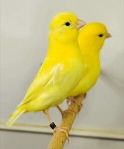 Canary - Yellow