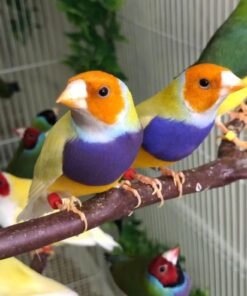 Lady Gouldian - Yellow Back