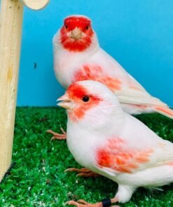 Canary - Red  Mosaic