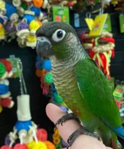 Green-Cheeked Conure - Handfed
