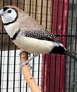 Owl Finch