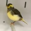 Canary - Fife