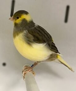 Canary - Fife
