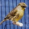 Canary - German Crest