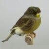 Canary - Gloster