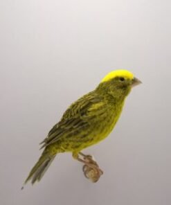 Canary - Lizard