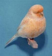 Canary - Norwich