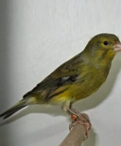 Canary - Timbrado - Crested/Plainhead