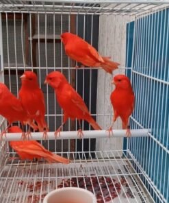 Canary - Red Factor