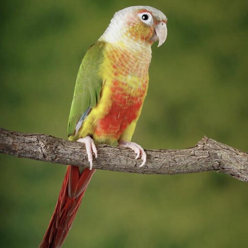 Conure Pineapple - Handfed