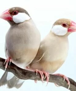 Java Finch Sparrow Fawn