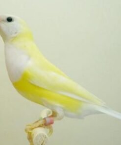 Lady Gouldian - Lutino/Albino
