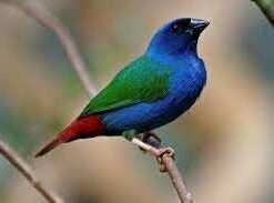 Parrot Finch Forbes
