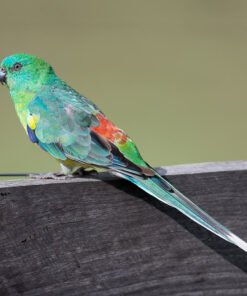 Parrot Red Rump