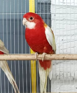 Rosella Rubino Golden Mantled