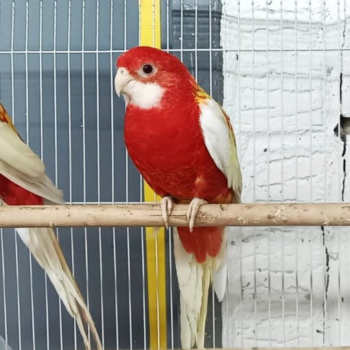 Rosella Rubino Golden Mantled