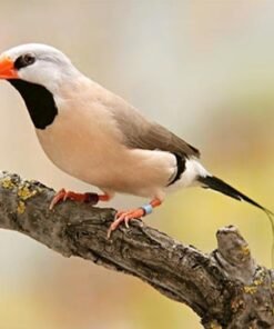 Shaft-Tail Finch