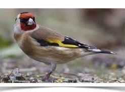 Siberian Goldfinch