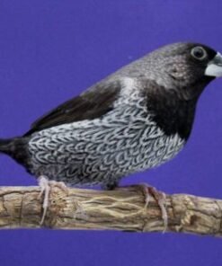 Society Finch - European - Black Grey