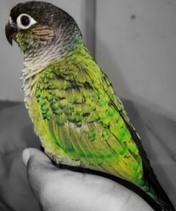 Sophia – Green Cheek Conure