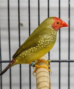 Star Finch