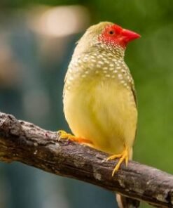 Star Finch - Red Face