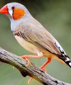Zebra Finch