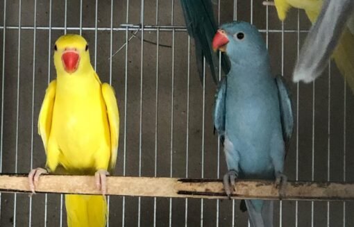 Indian Ringnecks Parakeet