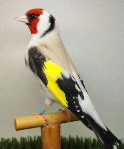 Siberian goldfinch