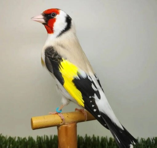 Siberian goldfinch