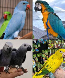 Parrots