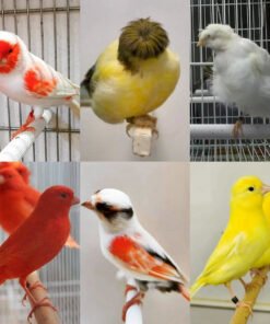Canaries