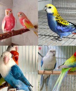 Love Birds