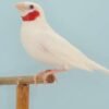 Cutthroat Finch For Sale, Albino cutthroat finch for sale, ribbon finch for sale, cutthroat finch price, amadina fasciata for sale, buy cutthroat finch