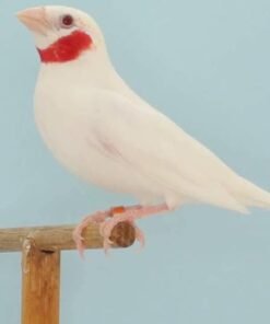 Cutthroat Finch For Sale, Albino cutthroat finch for sale, ribbon finch for sale, cutthroat finch price, amadina fasciata for sale, buy cutthroat finch