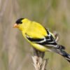 goldfinch for sale, american-goldfinch