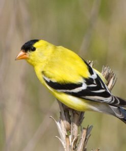 goldfinch for sale, american-goldfinch
